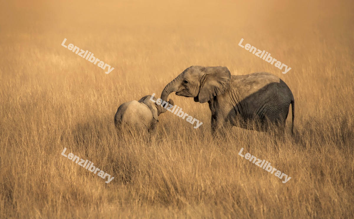 Elephants holding their horns